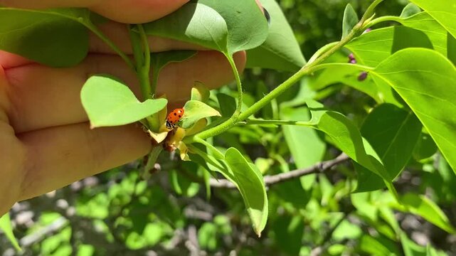 Close-up of a red ladybug on a purple lilac branch. A female hand gently holds the swaying branch in the wind. Sunny spring day, blooming lilacs in the background. Gentle nature encounter.