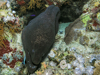 Giant Moray Eel Resting in Coral Reef with Cleaner Fish in the Red Sea © Osama
