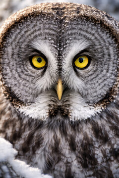 Close-up portrait of an owl with striking yellow eyes