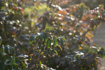 Fototapeta premium Close-up of magonia green and brown leaves on a bush in natural sunlight. The scene captures the beauty of nature and plant life in a serene environment.