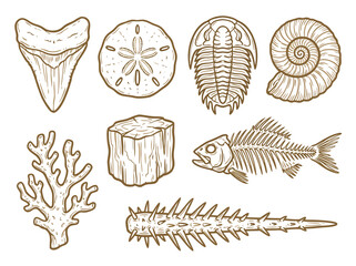 Collection of Paleontological Fossils Shark Tooth Sand Dollar Trilobite and More. © torik
