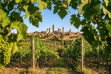 Naklejka premium Vineyard in front of San Gimignano medieval towers, Tuscany, Italy