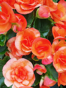Vibrant Apricot Begonia Flowers in Full Bloom, Close-Up of Double Petals