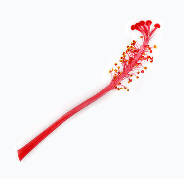 Red Hibiscus flower staminal tube with stamens and flowering twig