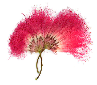 Calliandra Haematocephala flower isolated