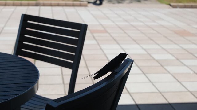 Bird perched on outdoor chair chirping in clear ambient sound, short urban wildlife footage