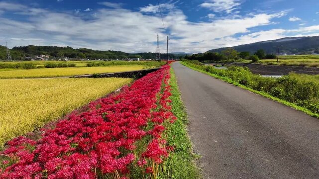 河川敷に咲く彼岸花　益城町　彼岸花街道