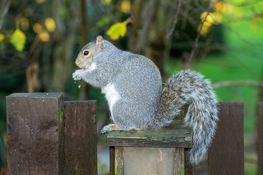 Grey squirrel eating on wooden fence in garden setting