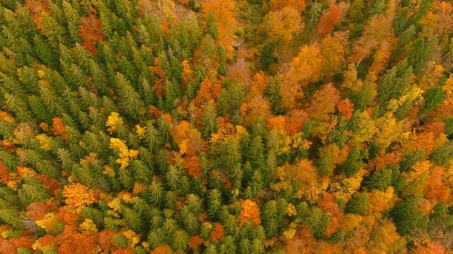 Aerial view of a dense forest showcasing vibrant autumn foliage with orange, yellow, and green treetops in Bran, Brasov, Romania.