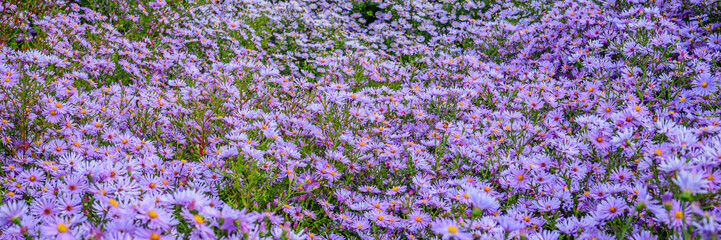 Fototapeta premium Purple flowers covered the ground in a field during springtime near a garden in full bloom
