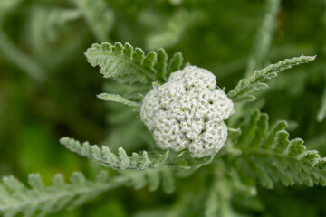 Yarrow bud (Achillea millefolium) in soft green background, natural plant close up © Lilli Bähr