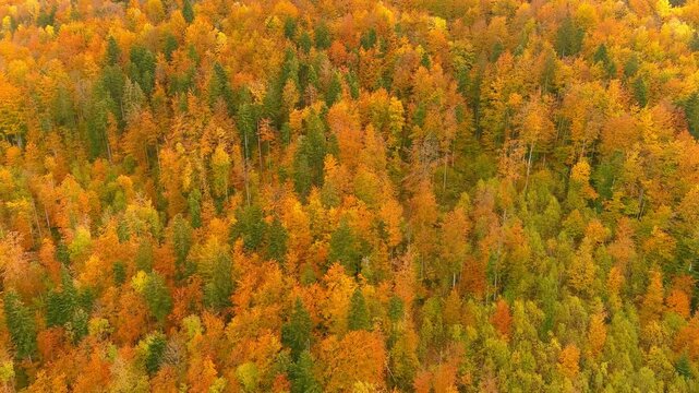 Aerial view of a dense forest showcasing vibrant autumn foliage with orange, yellow, and green treetops during a clear day in Bran, Brasov, Romania.