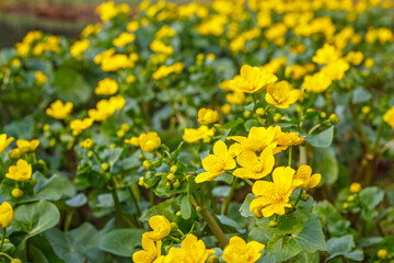 Obraz premium Bright yellow flowers bloom in a field near a water body during springtime in a natural habitat