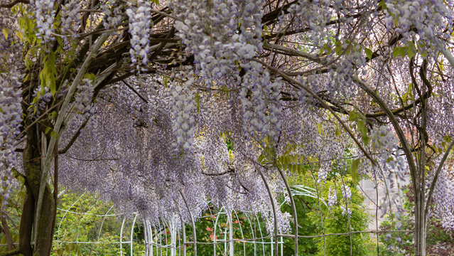 Wisteria sinensis in bloom forming floral tunnel, spring garden scene