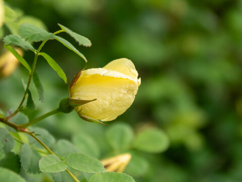 Yellow rose bud (Rosa foetida) close up with green background