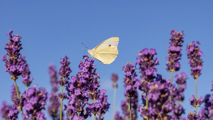 White butterfly on lavender flowers against blue sky, summer nature scene © Lilli Bähr