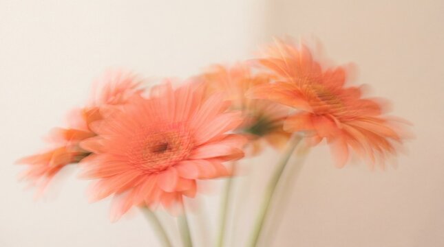 Ethereal gerberas with motion blur effect
