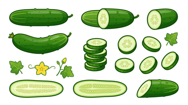 Cucumber Vector Set with Whole Vegetables and Slices