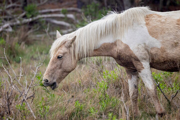 "Grazing Wild Mare" © scottevers7