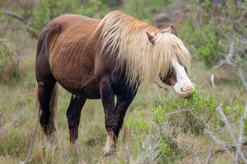 "Assateague Wild stallion" © scottevers7
