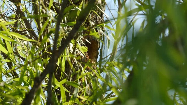 Baby woodpecker bird in hole of willow tree during spring season in Texas nature.