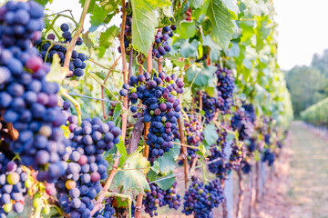 Obraz premium Ripe grapes hang from vines in a vineyard during the late afternoon sun in a rural area