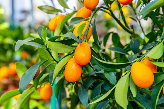 Citrus trees with ripe kumquats hanging from branches in a sunny garden during afternoon