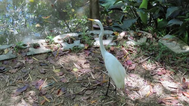Egret 