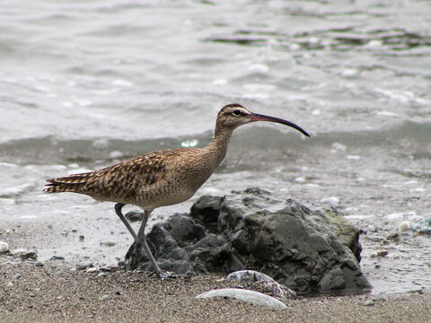 Whimbrel shorebird walking on rocky Pacific beach in Cabo Matapalo Costa Rica