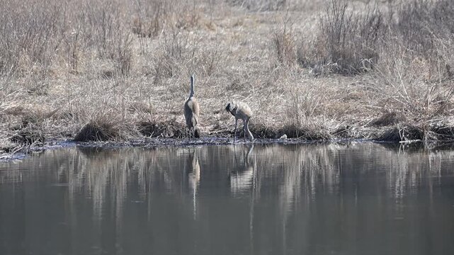 Two Sandhill Cranes in the Pond