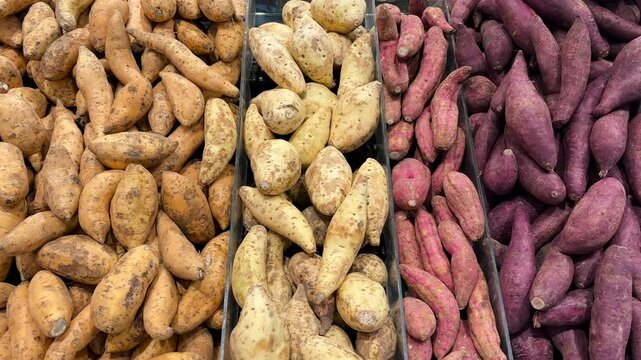 Various types of sweet potatoes are neatly arranged on the produce display shelves. This sweet potato harvest includes clean, medium-sized, and premium-quality sweet potatoes.