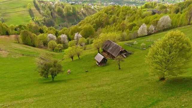 Aerial view of traditional wooden houses and blooming trees on a lush green hillside with a grazing cow in Bran, Brasov, Romania.