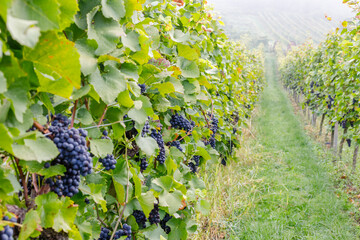 Vineyard rows with ripe grapes under cloudy sky in late summer season © Fleuronica