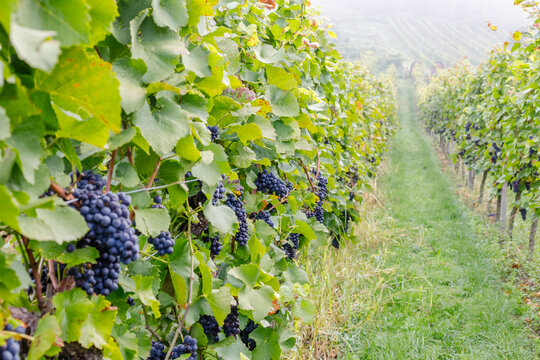Vineyard rows with ripe grapes under cloudy sky in late summer season