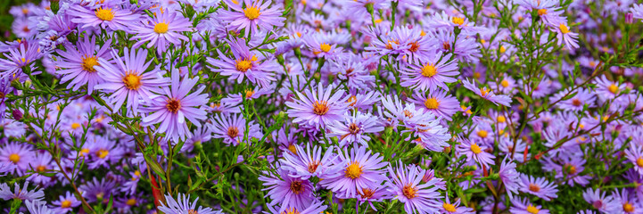 Fototapeta premium Colorful flowers bloom in a garden during spring season near a park filled with nature and sunlight