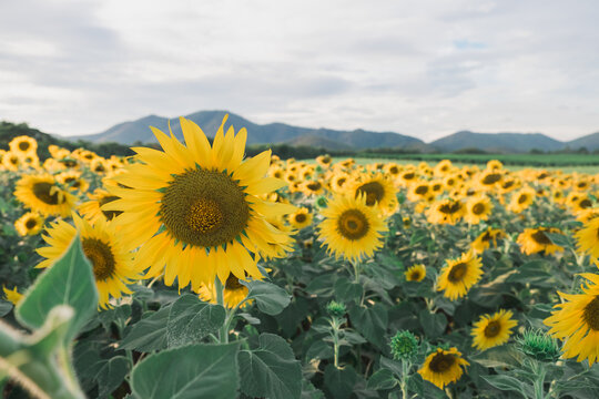 Sunflower blooming event in a scenic field nature photography outdoor wide view