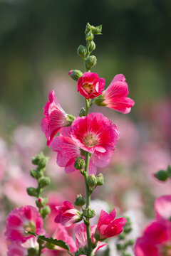 Vibrant pink hollyhock flowers blooming in a lush garden nature photography close-up view