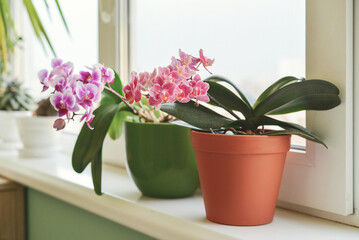 Beautiful pink orchid flowers in flower pot © tashka2000