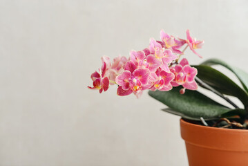Obraz premium Beautiful pink orchid flowers in flower pot
