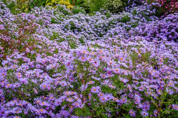 Naklejka premium Purple flowers cover a garden at midday, showcasing nature's beauty and simplicity in vibrant colors