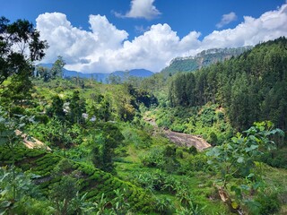 Plantation de thé. Région de Maskeliya, Sri Lanka. © Didier San Martin