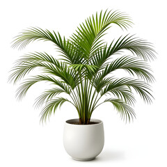 Fototapeta premium Potted Areca Palm Plant in Icon White Pot on White Background potted plant indoor plant