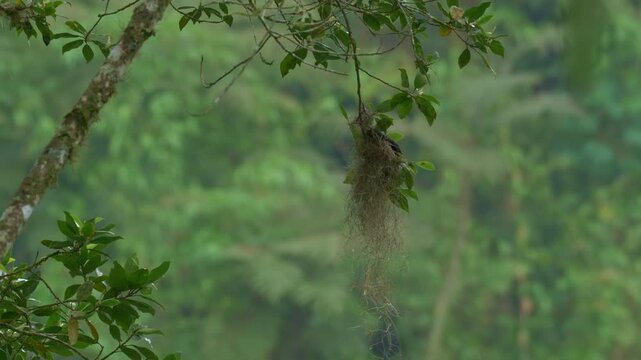 Red-rumped Cacique (Cacicus haemorrhous) Building Hanging Nest in rainy Tropical Rainforest