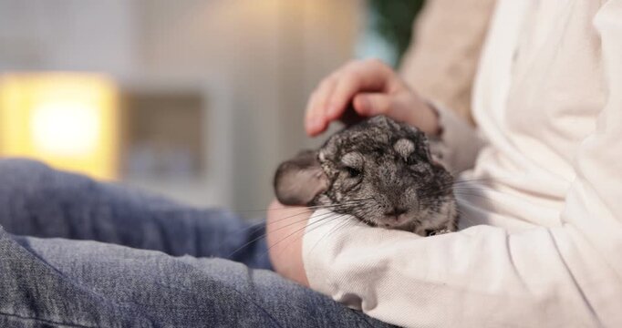 Adorable pet. Child with his cute chinchilla on sofa indoors, closeup