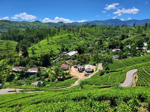 Plantation de th&eacute;. R&eacute;gion de Maskeliya, Sri Lanka.