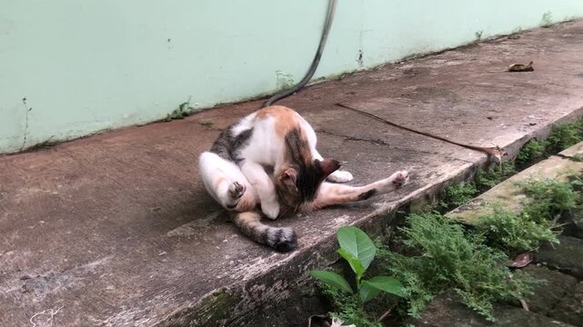 A fat calico cat is grooming itself while sitting on a concrete ledge outdoors.
