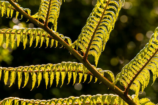 Dicksonia squarrosa or rough tree fern. A common fern endemic to New zealand. backlit show sun shining on back of fronds. From Wellington region of New Zealand