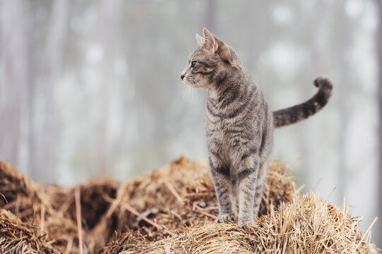 Grey cat on hay in the foggy morning