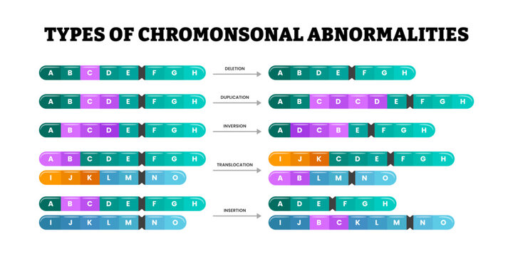 Chromosomal Abnormalities with deletion, duplication, inversion, translocation and insertion. Genetic syndromes. Chromosome structure aberrations, mutations. Genome and DNA illustration.