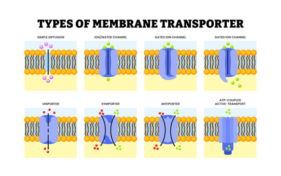 Different types of membrane transporter types. Labeled simple diffusion, ion or water, gated ion channel. Uniporter, symporter, antiporter and ATP coupled active transport.Channel in the cell membrane